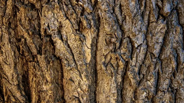 In libero hic quia occaecati.